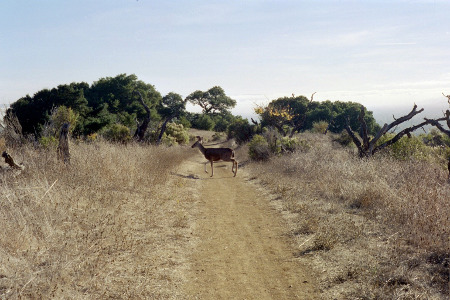 [A wide dirt path heads from the camera straight to the background of the image. A deer is walking from right to left perpendicular to the trail. There are dried tall grasses on either side of the trail with some trees up beyond the deer.]